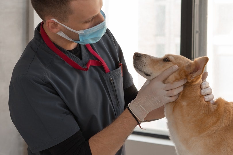 a man checking up the dog