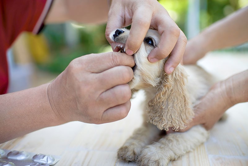 a man helping the dog dislodge something from its mouth