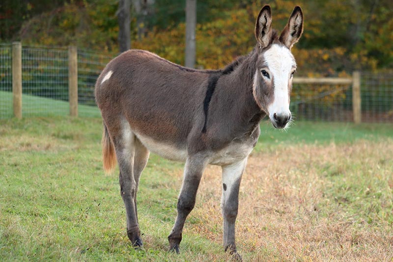 a miniature donkey standing in a pasture