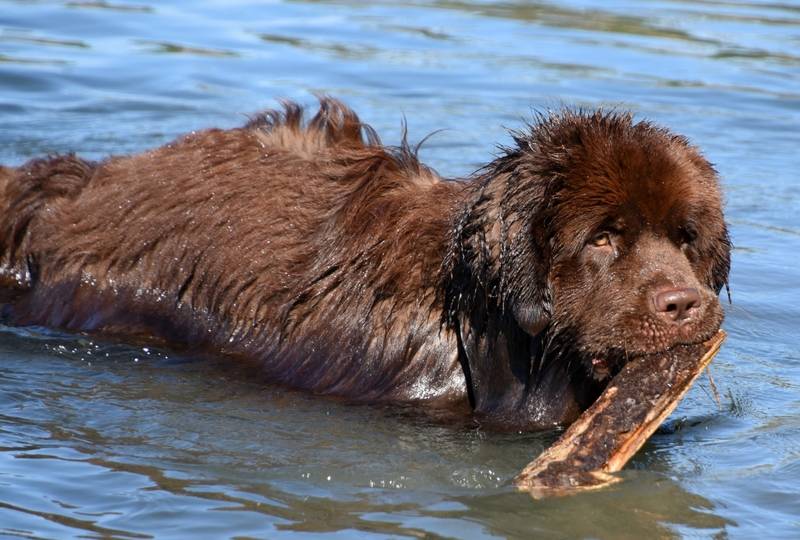 a newfoundland dog swimming to fetch a piece of wood