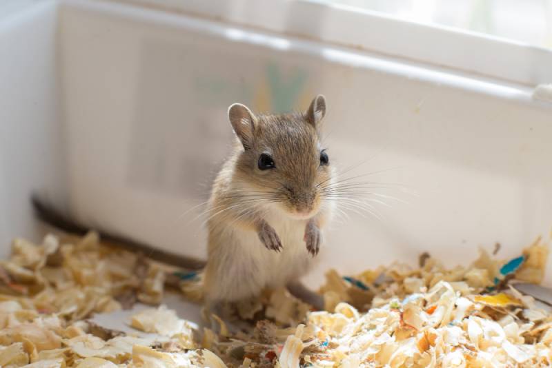 a pet gerbil alone in a cage