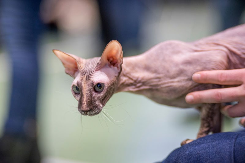 a peterbald cat on owner's lap