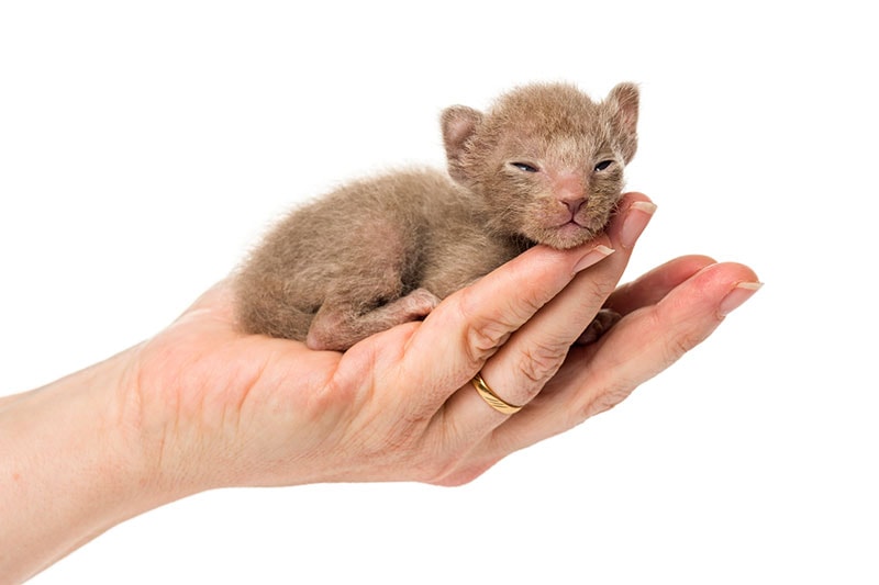 a peterbald kitten on a human hand