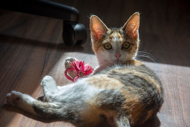 a playful tricolor cat with a bow is playing on the floor