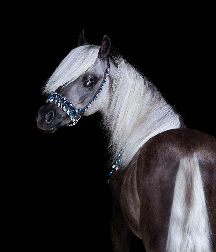 a portrait of Silver-black American Shetland