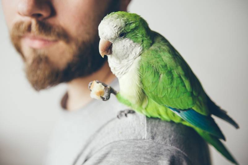 a quaker parakeet on its owner's shoulders