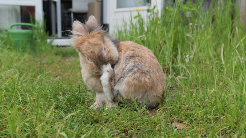 a rabbit grooming itself in the garden