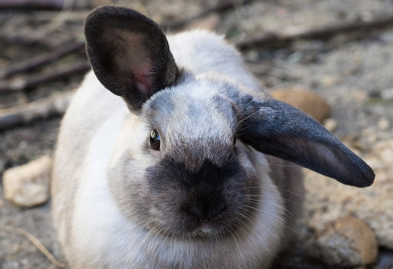 a rabbit with tilted ears