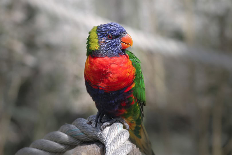 a rainbow lorikeet on a rope