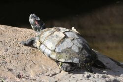 How Do Turtle Shells Grow? Science-Based Facts & FAQ | The Vet Desk
