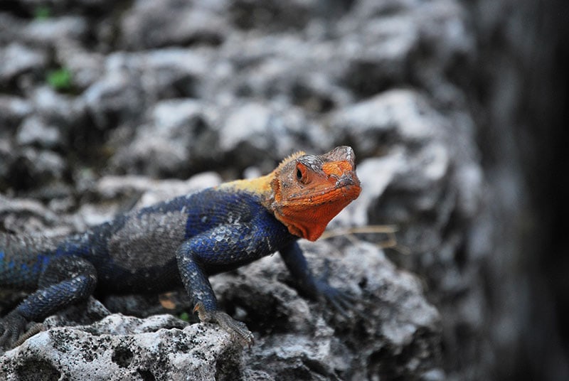 a red headed agama on a rock