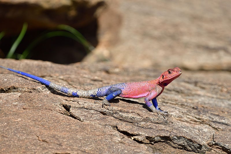 a red headed agama on a rock
