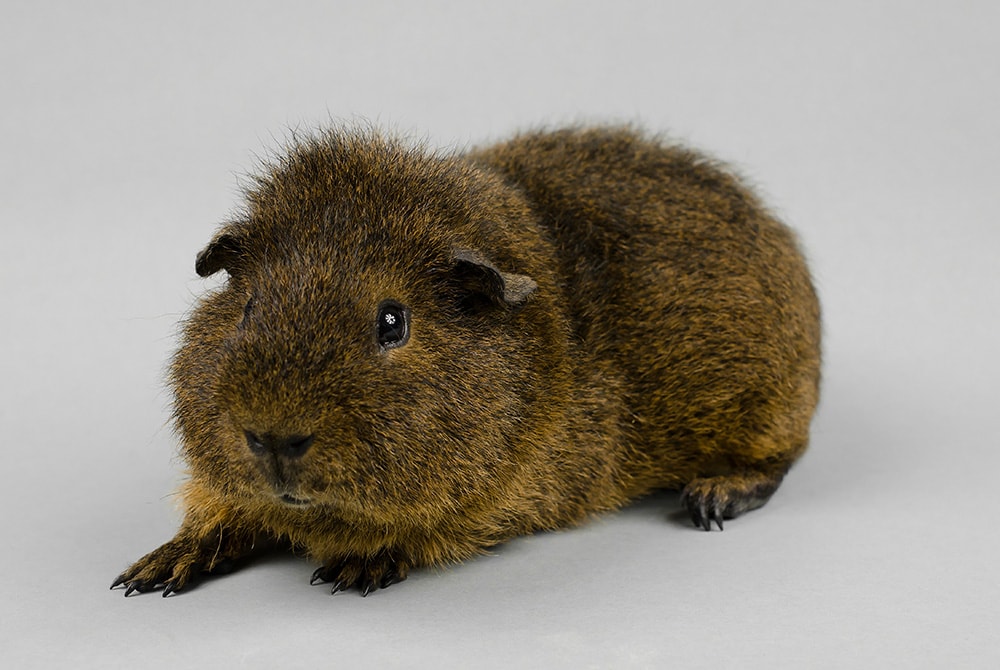 a rex guinea pig