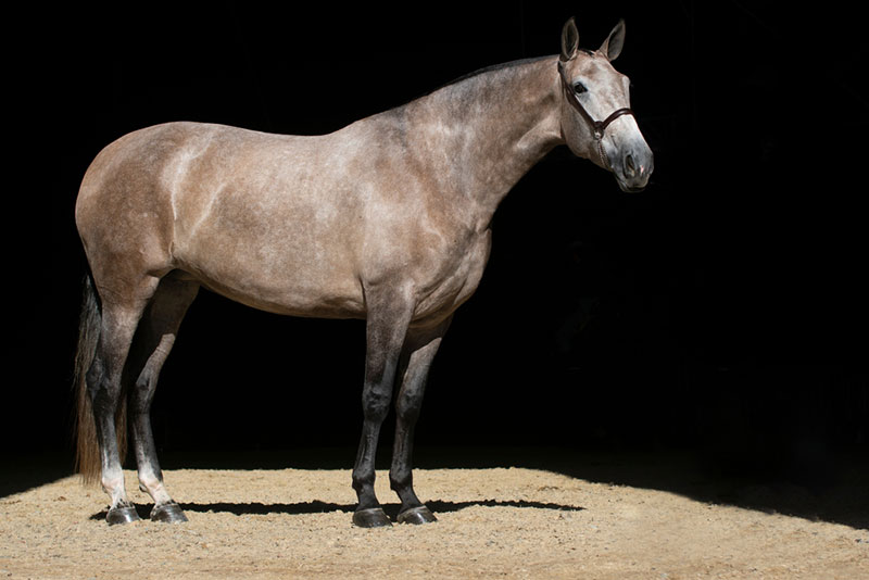 a rose gray colored horse standing on the ground