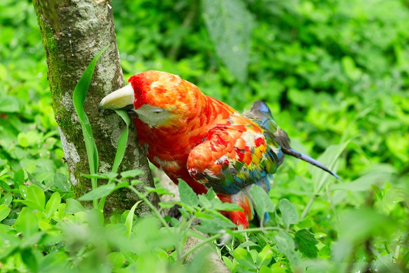 a ruby macaw bird in the garden