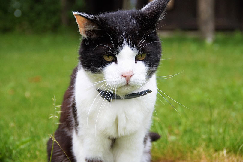 a sad looking cat sitting on the grass
