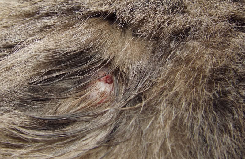 a scab on a cat