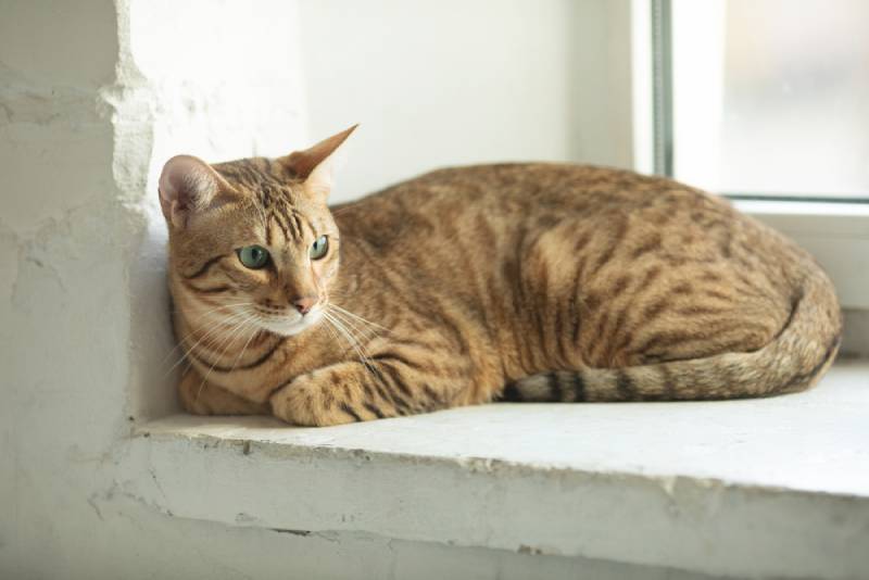 a serengeti cat lying by the window