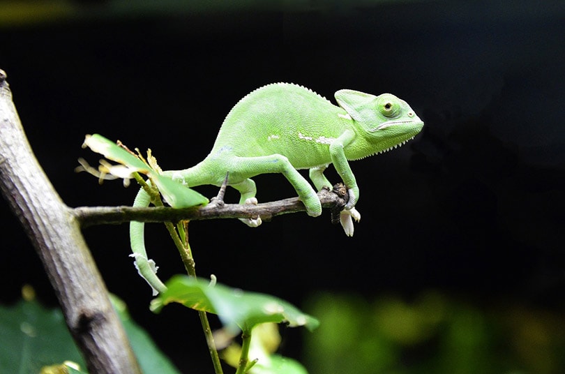 a shedding hatchling chameleon