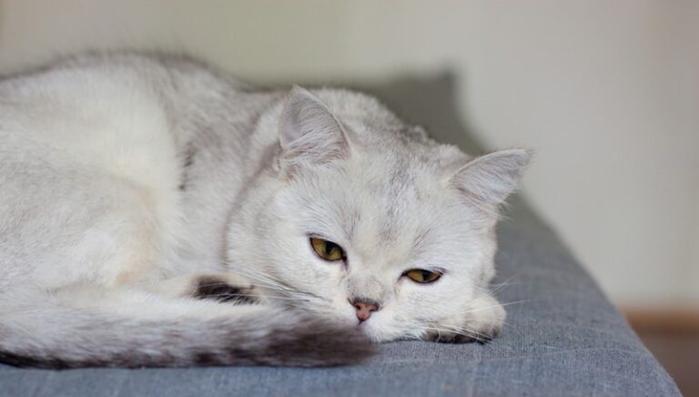 Kidney Stones in Cats: Signs, Causes, & Care (Vet Answer) | The Vet Desk