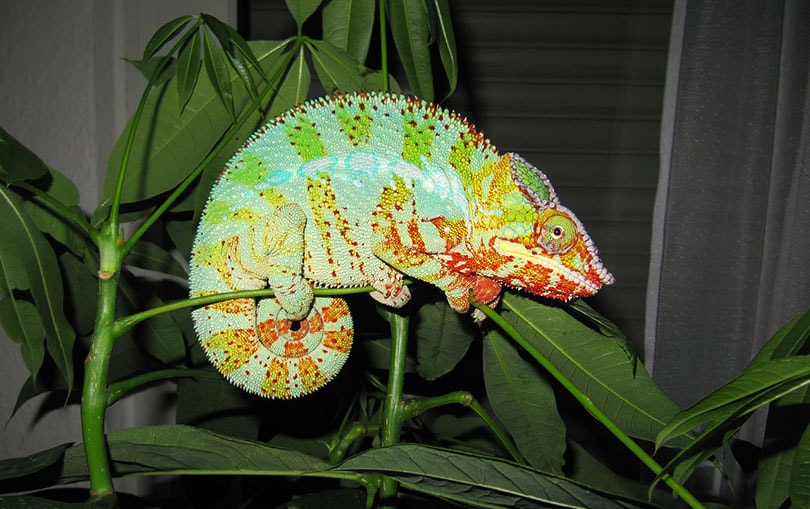 a side view of a Panther Chameleon on a twig