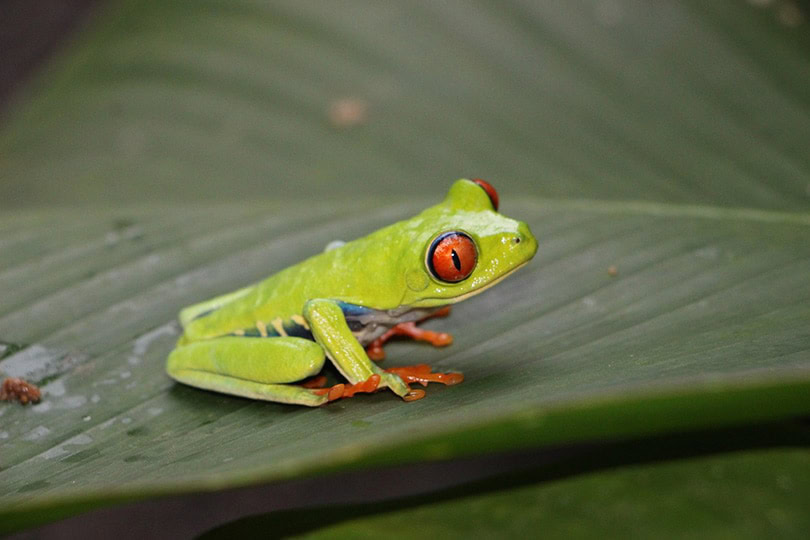 a side view of a Red-Eyed Tree Frog