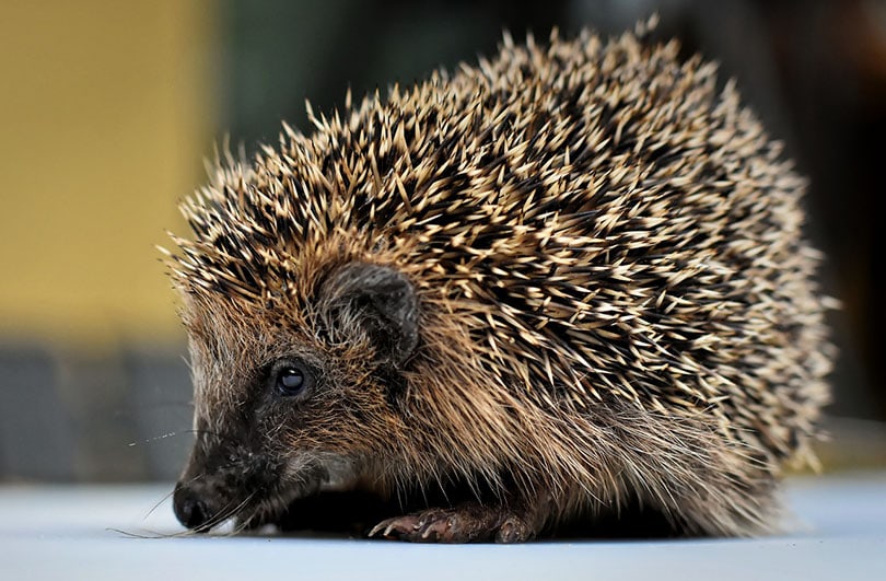 a side view of a hedgehog sniffing the floor