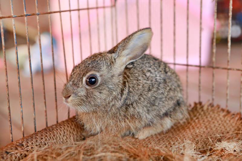 a small rabbit in its cage