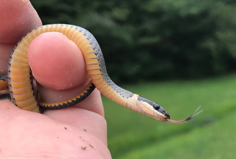 a small ringneck snake being held by its owner