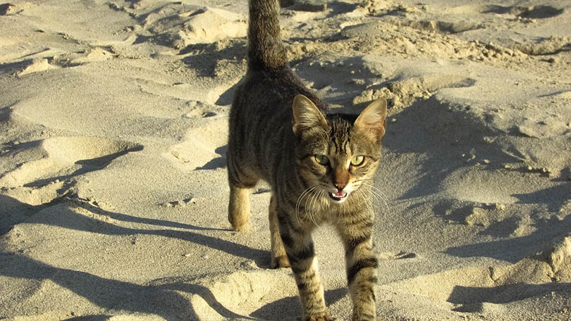 a stray cat walking on sand seeking attention