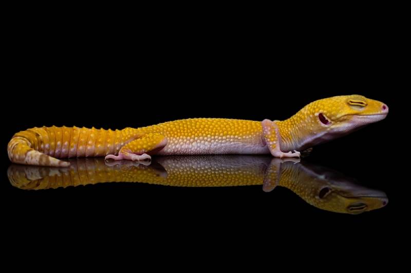 a sunglow leopard gecko on black background