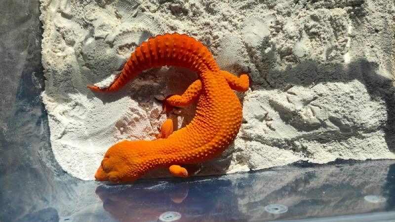 a sunglow leopard gecko sunbathing