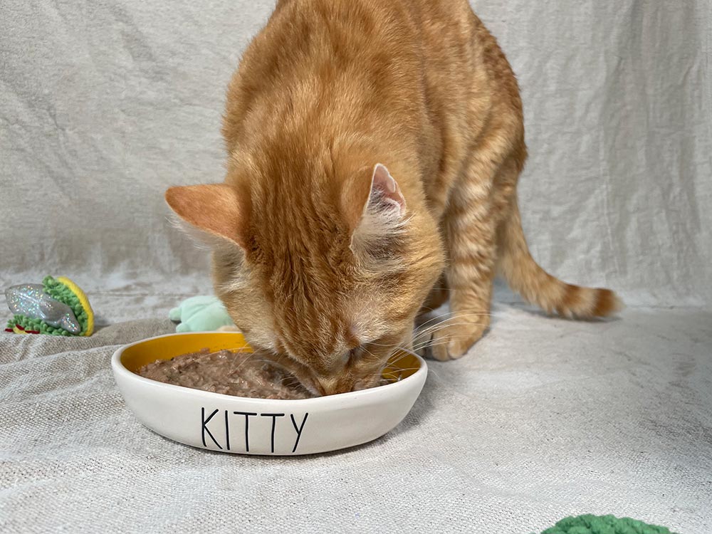 a tabby cat eating fresh ground other bird recipe from a bowl