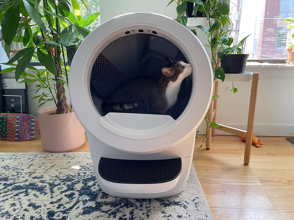 a tabby cat in a litter-robot 4