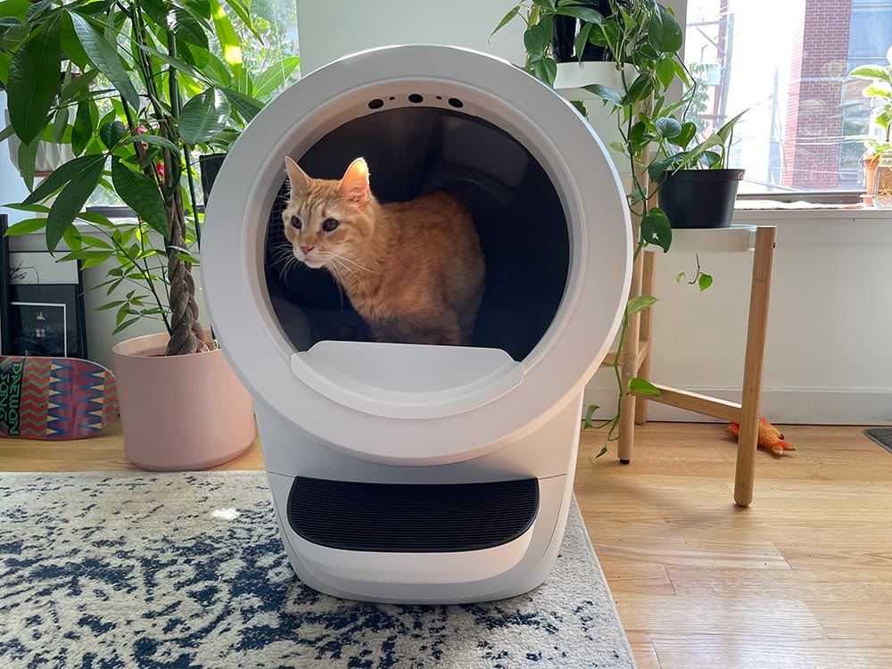 a tabby cat in a white litter-robot 4
