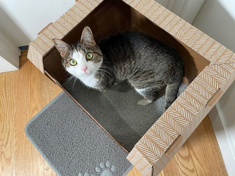 a tabby cat in the Kitty Poo Club Clay Litter Box