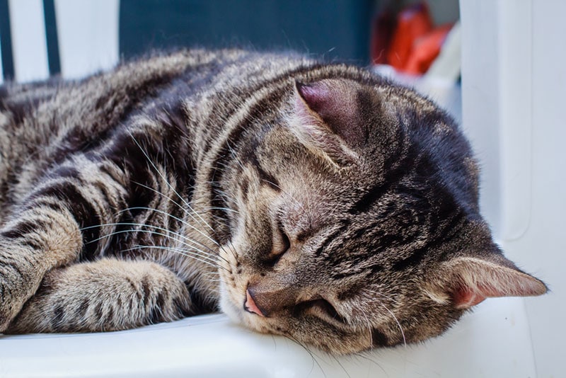 a tabby cat infected with ear hematoma