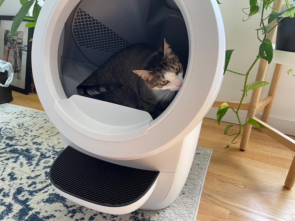 a tabby cat inside the litter-robot 4