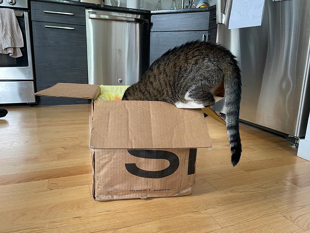 a tabby cat looking inside the smalls box