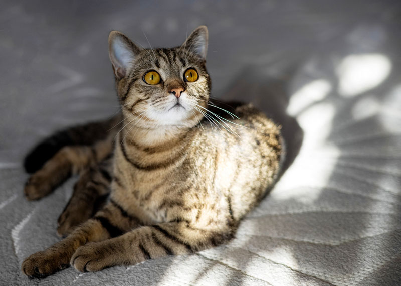 a tabby cat lying on a carpet