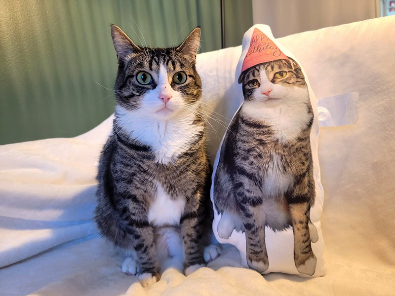 a tabby cat next to petsies pillow