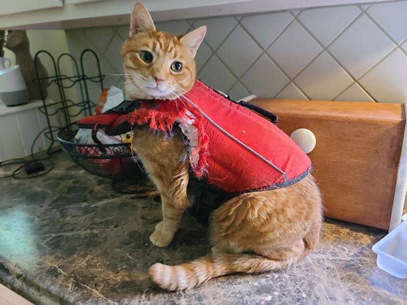a tabby cat sitting on a counter while wearing a life vest