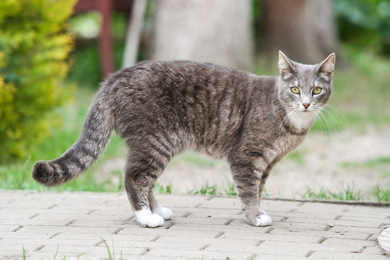 a tabby cat standing on the pathway