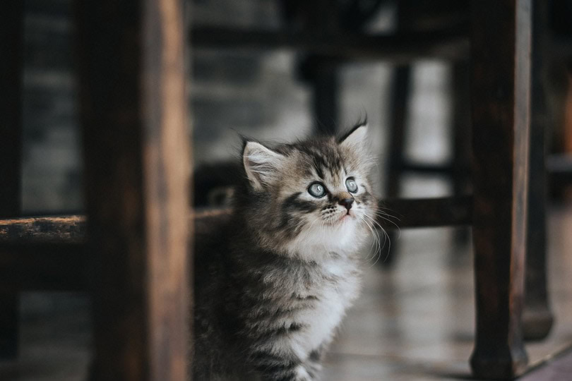 a tabby kitten sitting under the table