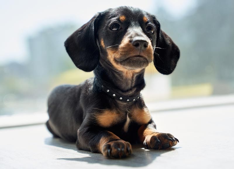 a teacup dachshund dog lying on the floor