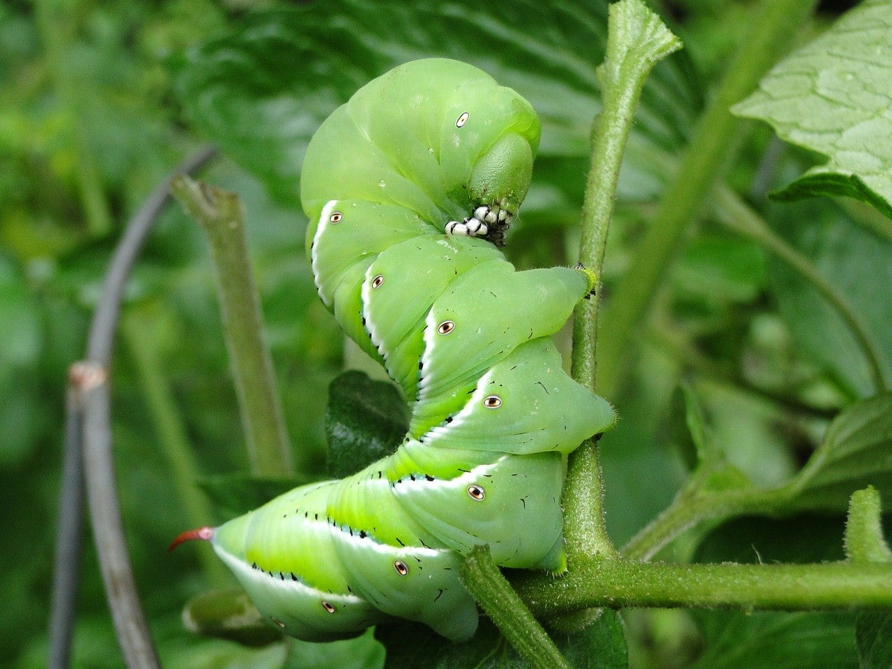 a tomato hornworm