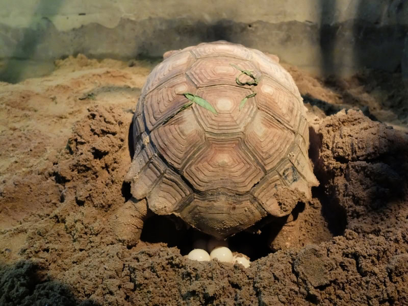 a turtle laying eggs