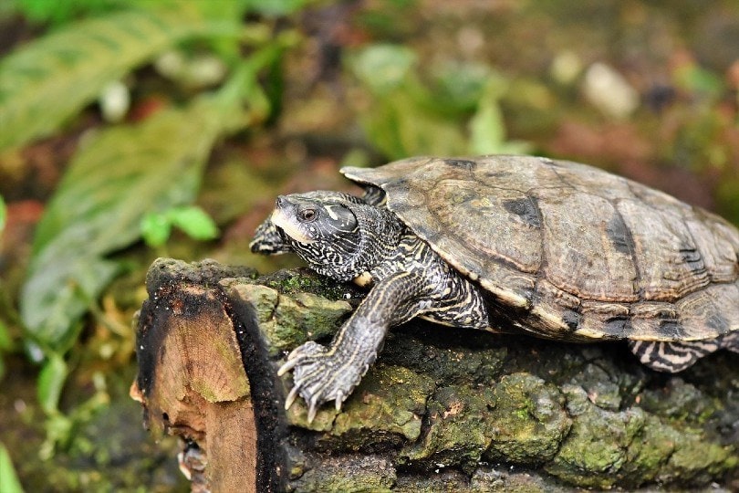 a turtle on a log
