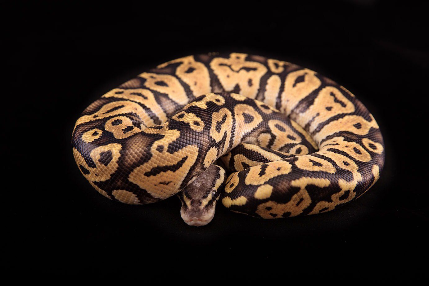a vanilla Ball python