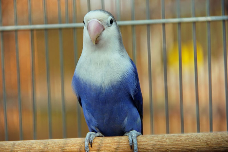 a violet lovebird perching in the cage